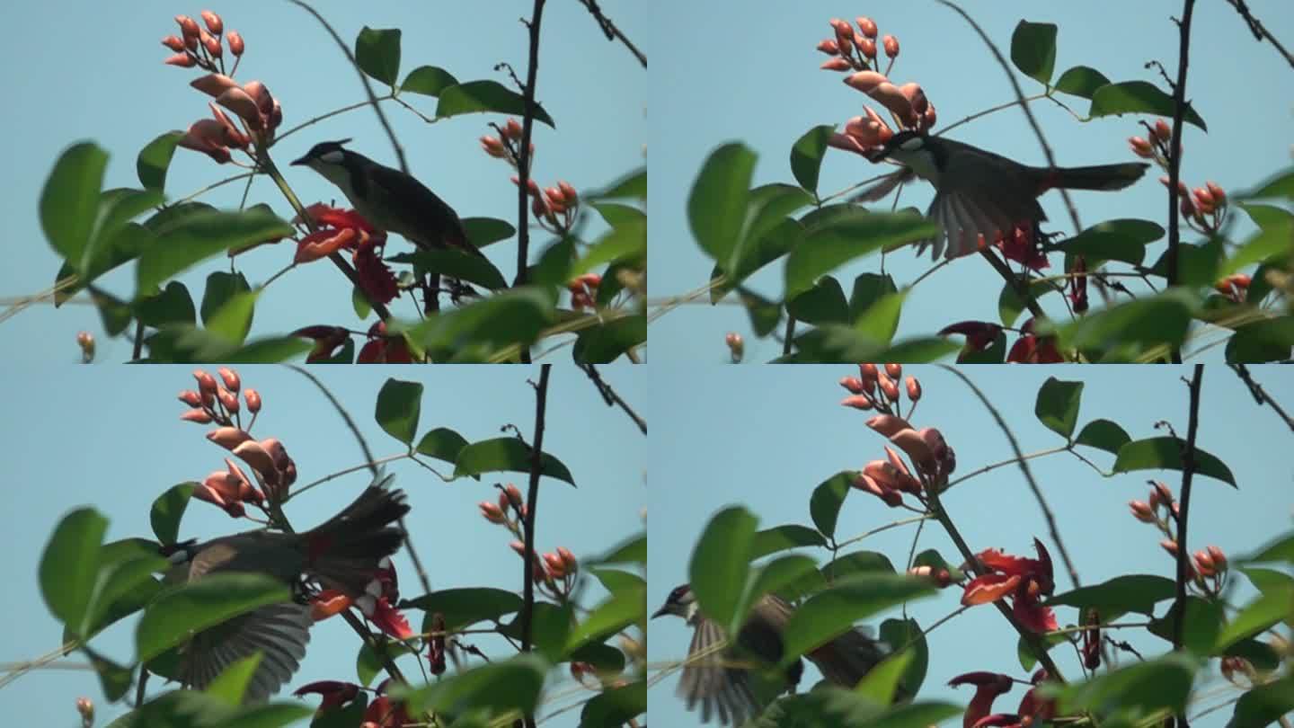 小鸟吃红花后优美飞出画面慢镜头2