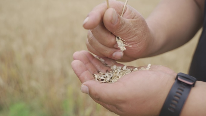 夏收小麦 丰收 手搓小麦