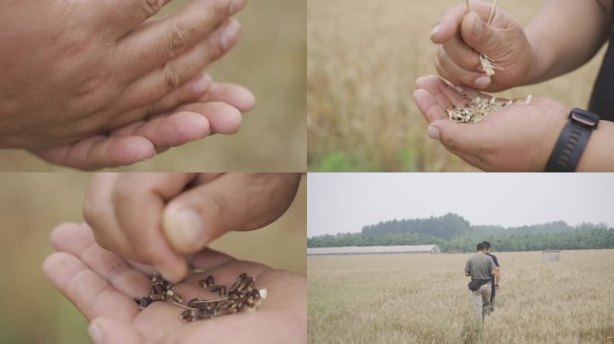 夏收小麦 丰收 手搓小麦