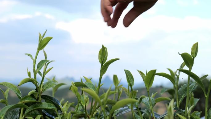 茶叶采摘 茶园种植