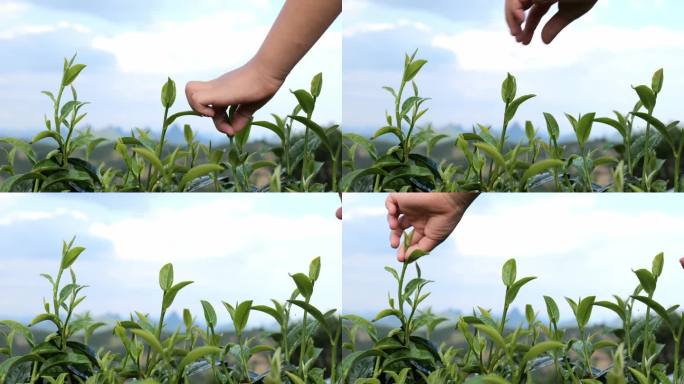 茶叶采摘 茶园种植