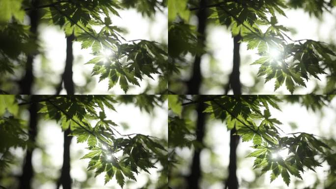 06树叶穿光升格慢动作镜头