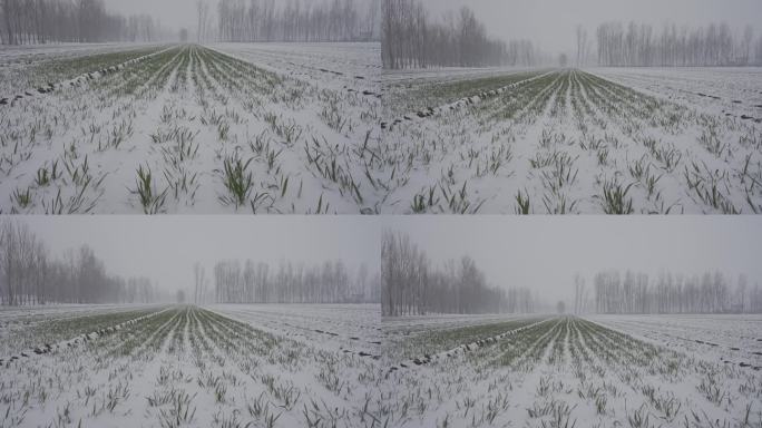 下雪的麦田雪景丨HLG原素材