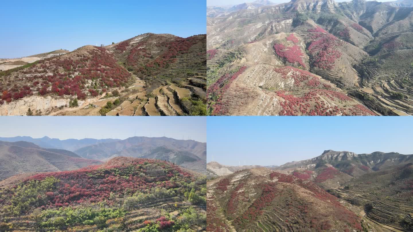 天井村秋天山村红叶景色