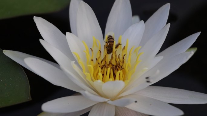 慢动作荷花睡莲上采蜜的蜜蜂