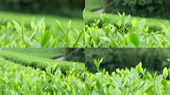 龙井茶绿茶龙井茶园茶树