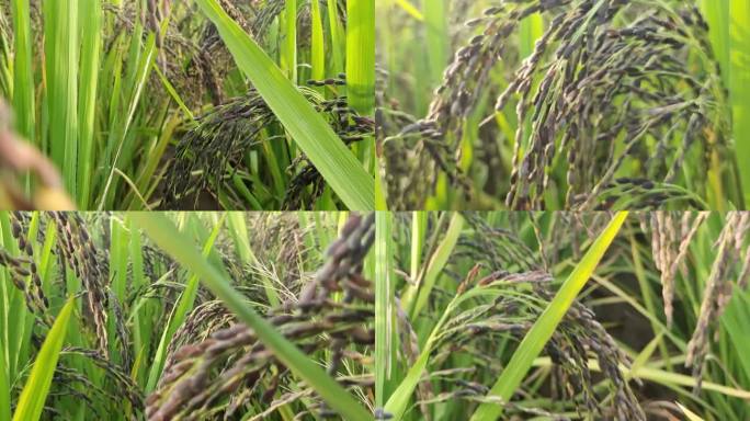 黑糯米阳光逆光糯米稻谷水稻绿色黑米成熟