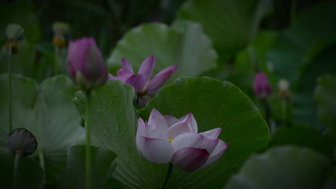 荷花盛夏池塘廉洁中国风