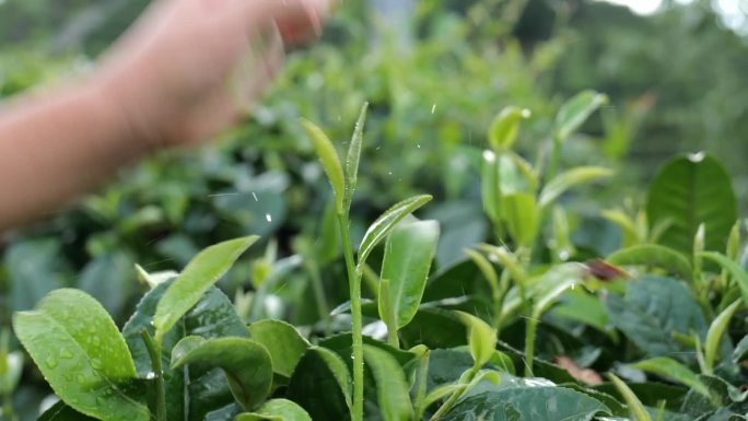 茶叶嫩芽 绿茶 红茶 白茶