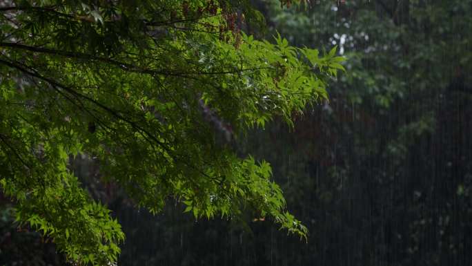 6K大雨中的鸡爪槭【50p】