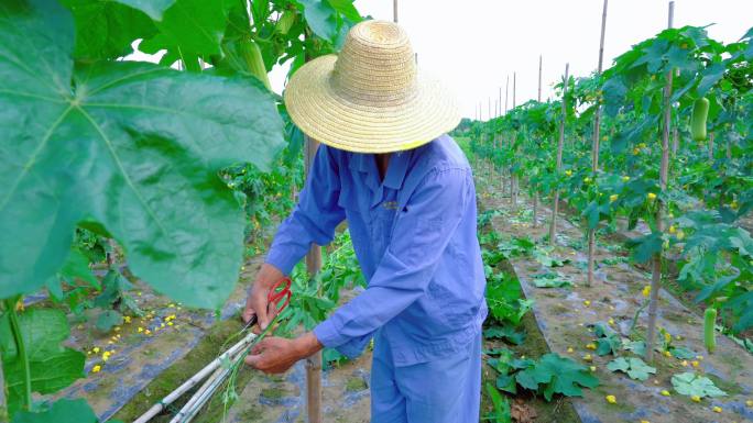 农民蔬菜种植户整理打枝管理丝瓜藤田间劳作
