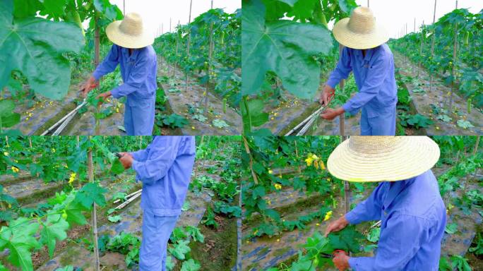 农民蔬菜种植户整理打枝管理丝瓜藤田间劳作