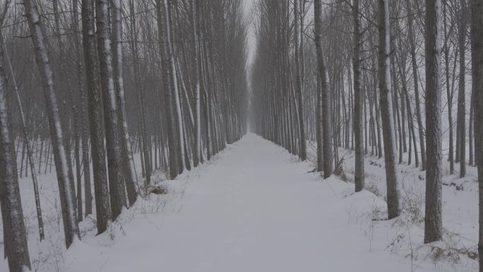 冬天行走乡间小路雪地雪景丨hlg素材