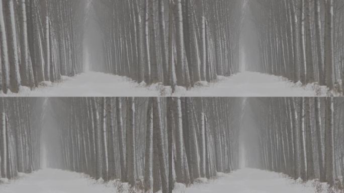 林间小路雪景白雪皑皑丨hlg素材