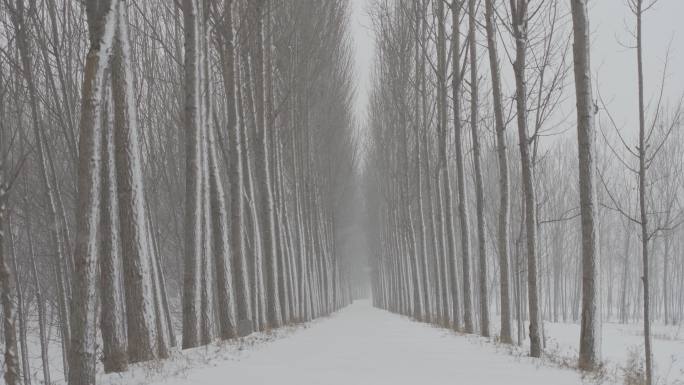 幽静林间小路铺满白雪丨hlg素材