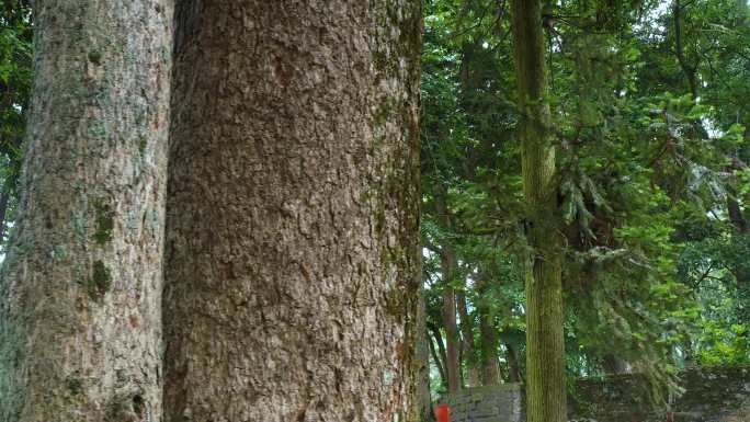 寺庙古树桢楠林参天大树金丝楠林云峰寺