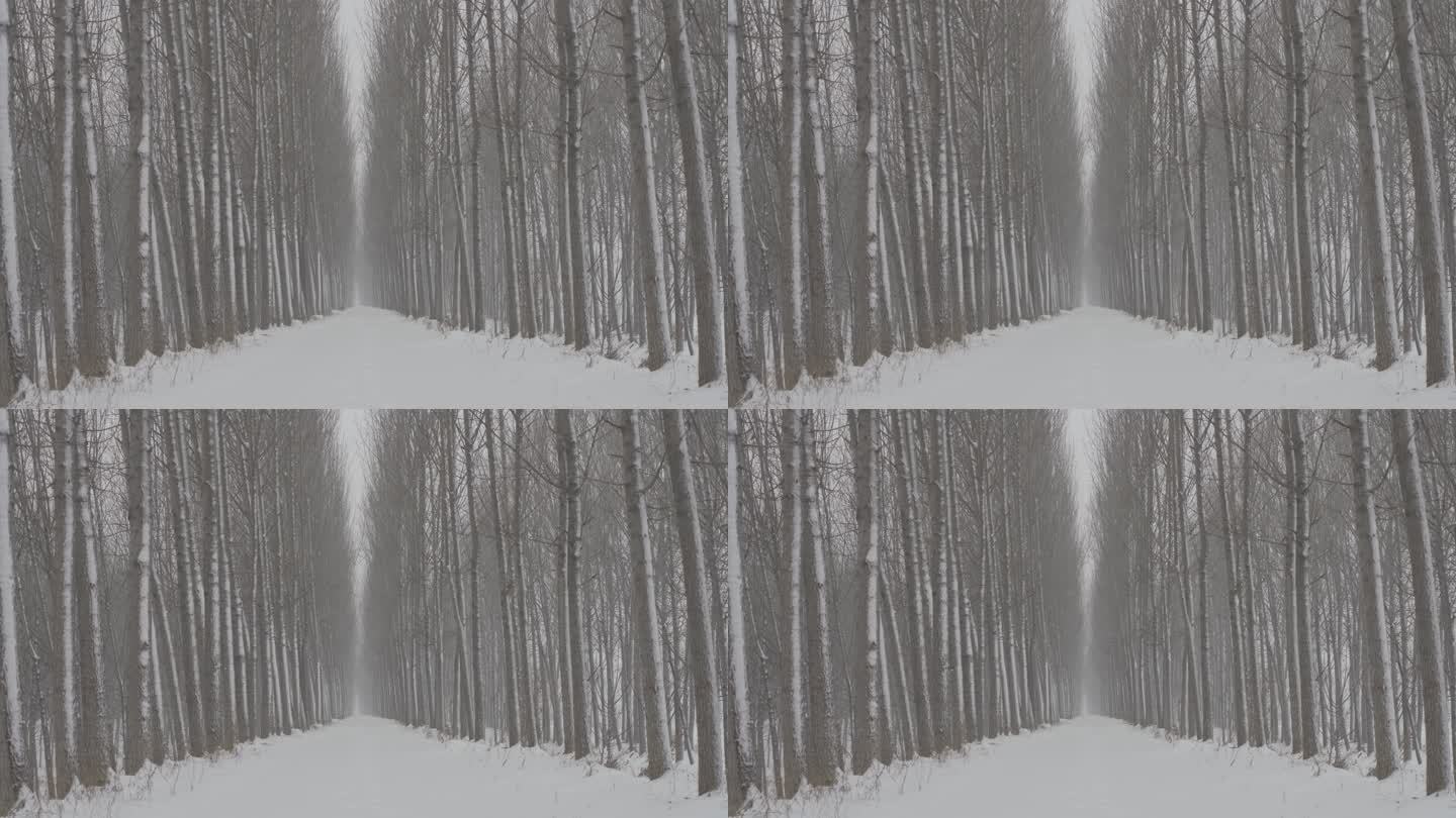 林间小路雪景白雪皑皑丨hlg素材