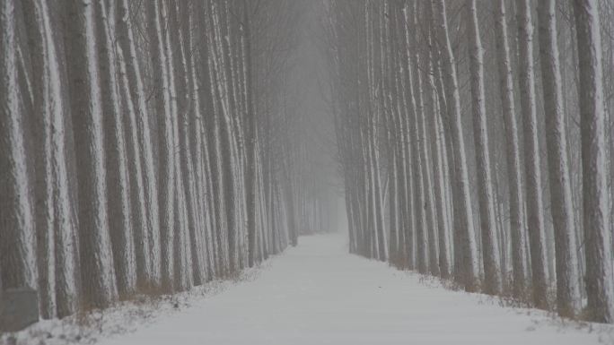 幽静林间小路铺满白雪丨hlg素材