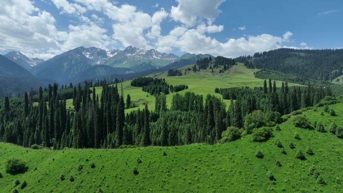 新疆伊犁恰西森林公园蓝天白云航拍
