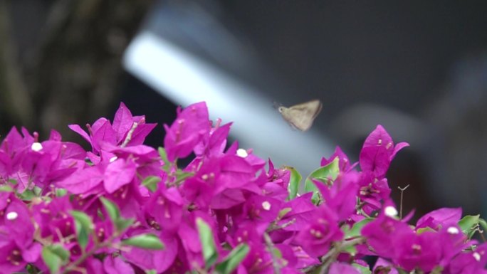 黄色蛾子在三角梅花丛中缓慢飞舞慢镜头