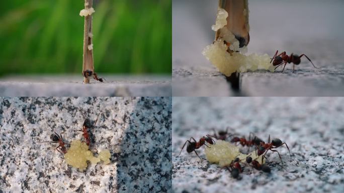 4k蚂蚁觅食微距实拍素材