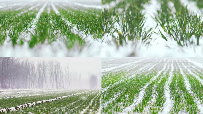 冬天麦地下雪雪景丨4K丨原创实拍