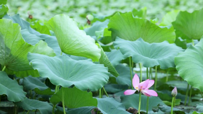 【4K无水印】高清盛夏荷花