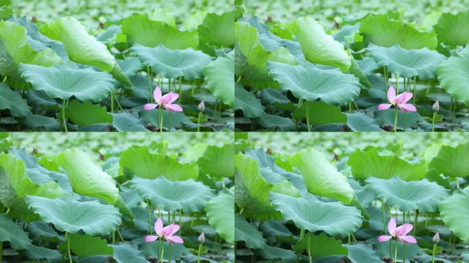 【4K无水印】高清盛夏荷花