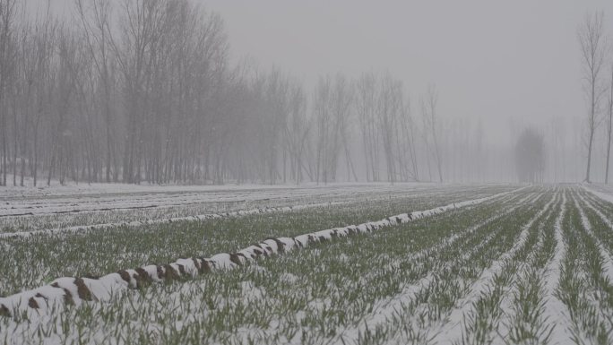 农村田野下雪雪景丨hlg素材