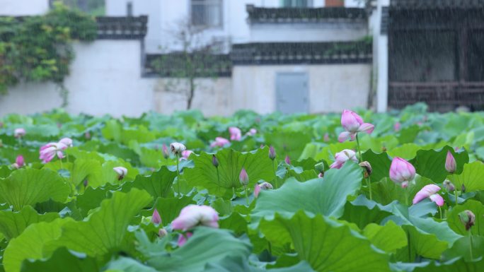 【4K无水印】高清徽派烟雨荷花池