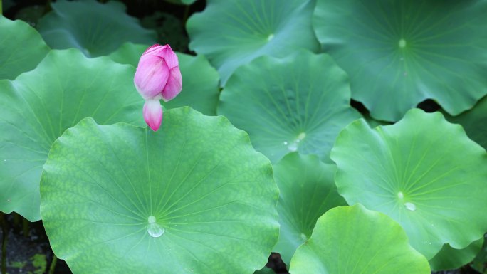 【4K无水印】高清荷花特写