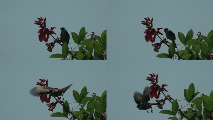 小鸟吃红花后优美飞出画面慢镜头