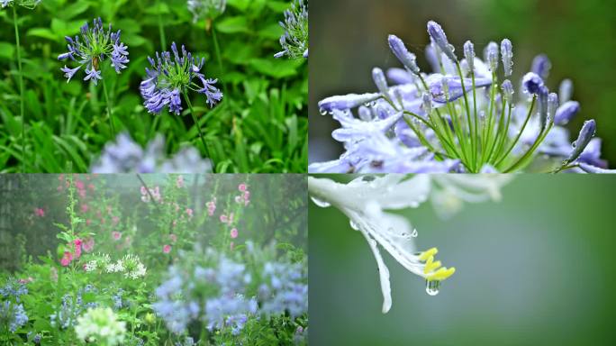 唯美花园植物百子莲花朵露水珠蓝色花朵