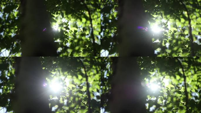 01树叶穿光升格慢动作镜头