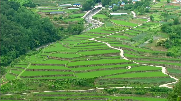 四季变化-茶叶种植春夏秋冬