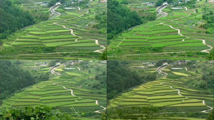 四季变化-茶叶种植春夏秋冬