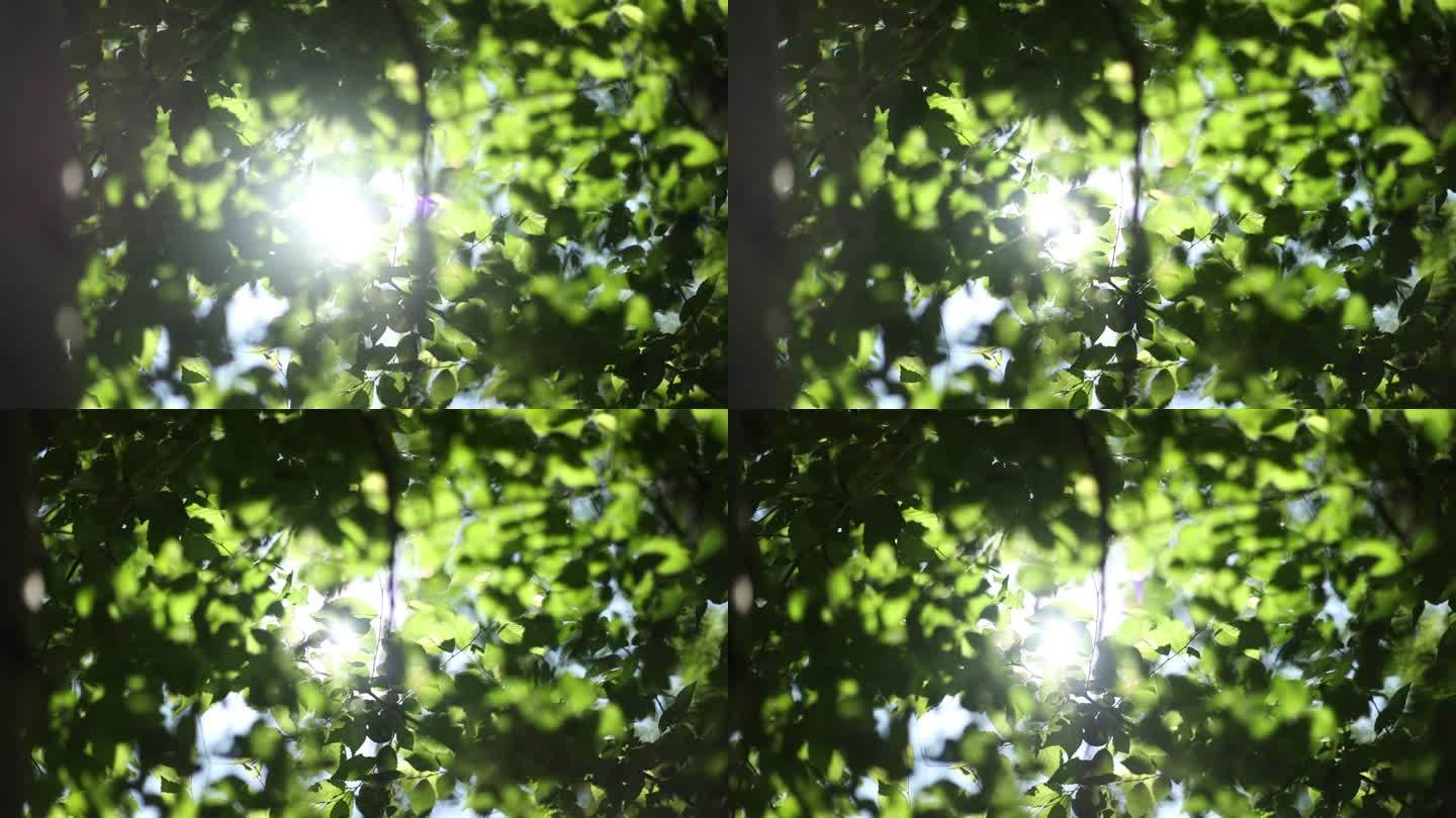 02树叶穿光升格慢动作镜头
