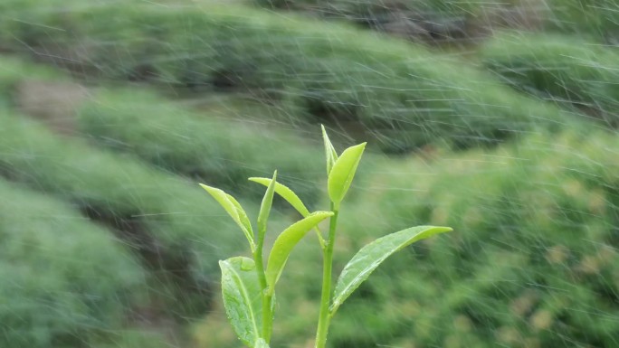 雨中茶叶 茶 茶叶 茶园