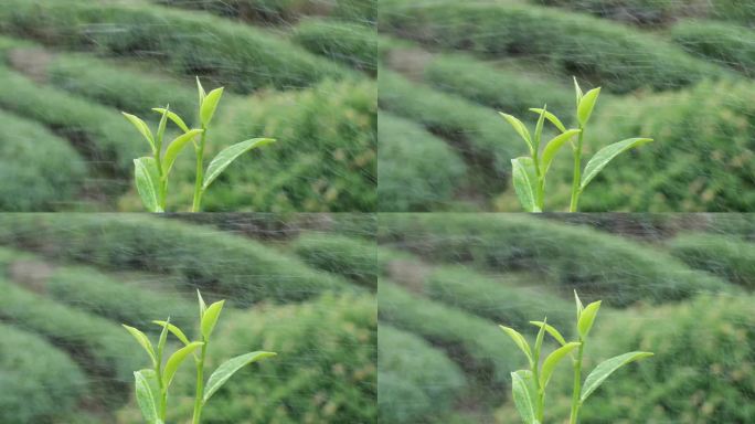 雨中茶叶 茶 茶叶 茶园