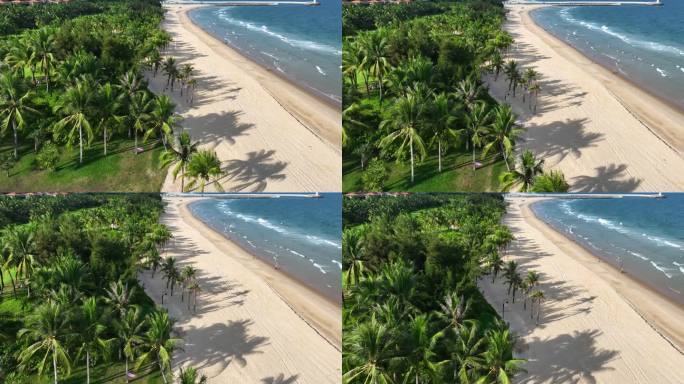 4K椰林 沙滩 大海