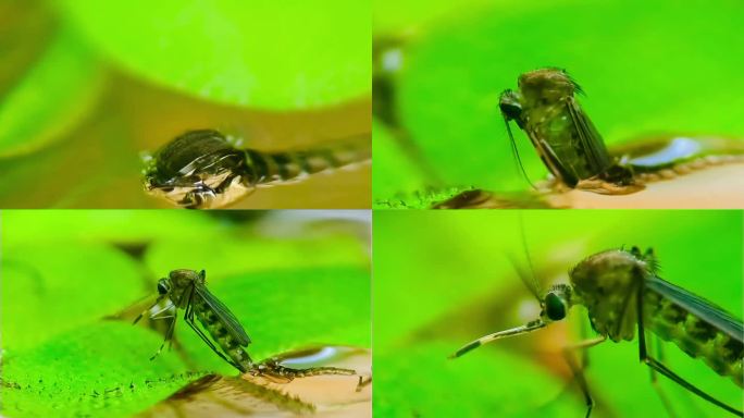 蚊子-幼虫成长过程拍摄