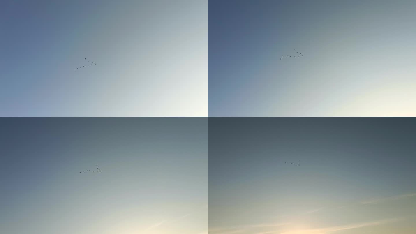 夕阳下的候鸟排队飞行