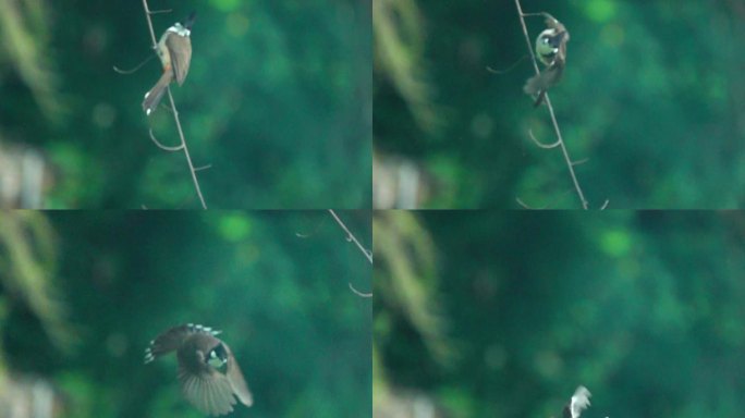 树林中 的小红屁股鸟 在密林 中 起飞