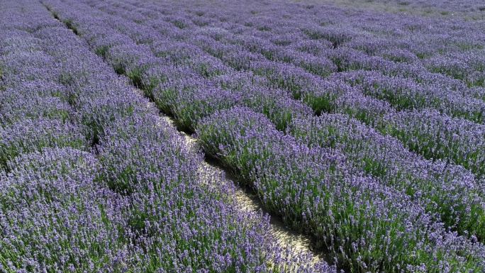 薰衣草花海