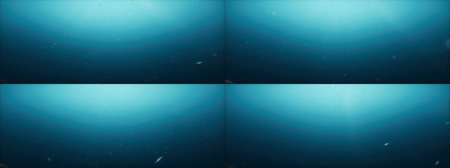 深海鱼群波光海底②