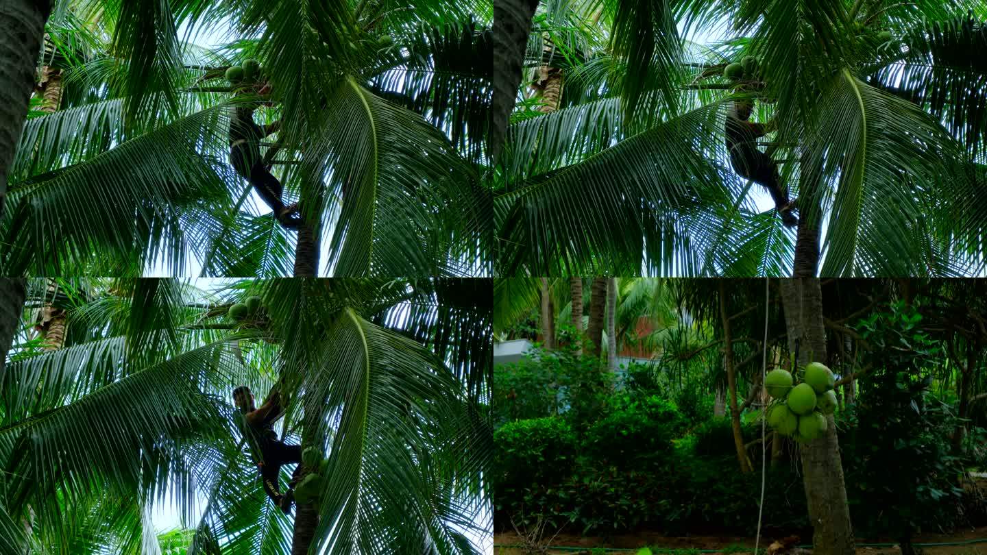 爬椰树 摘椰子