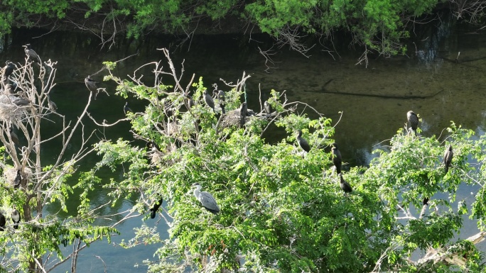 湿地河流树林水鸟