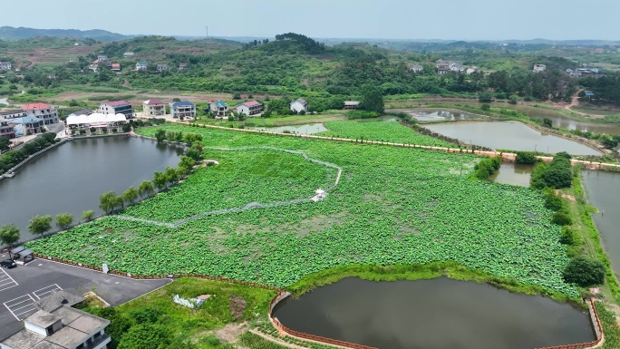 4K衡南县怡海新村荷花池荷花2