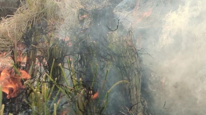 火烧浓烟田园乡村景象麦秆稻草稻香火炽烧火