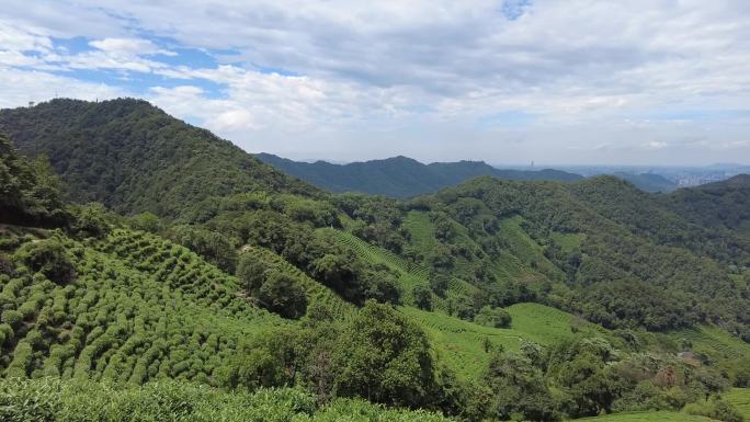 杭州龙井茶园